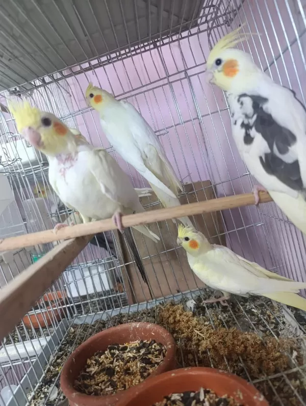 İzmir Merkezde Ele Kola Alışkın Yavru Papağanlar