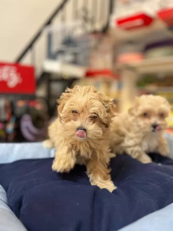 Tüy Dökmeyen Hipoalerjenik Teacup Maltipoo Yavrular