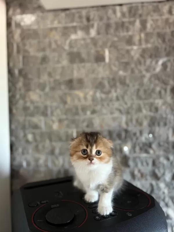 Scottish Fold Sevimli Yavrularim