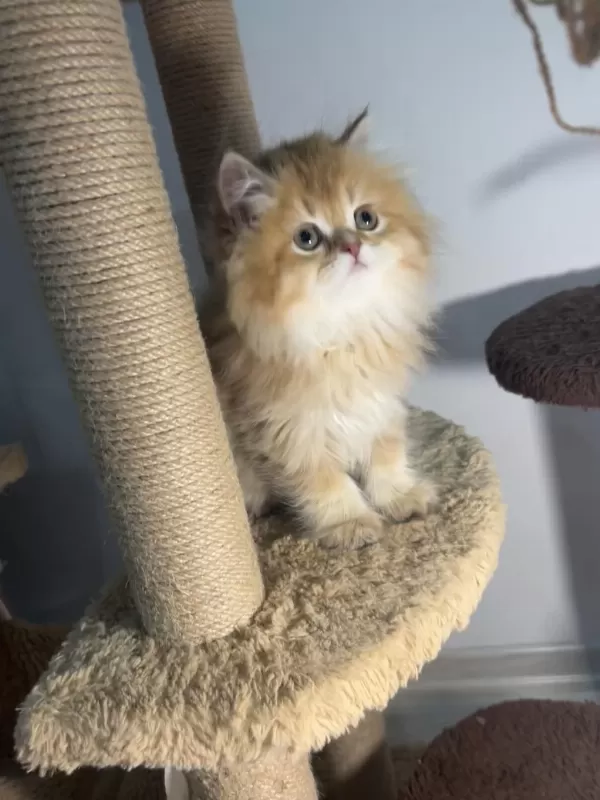 British Longhair Golden By12 Dişi