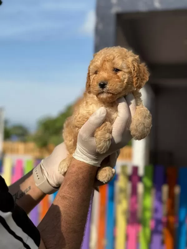 Maltipoo Kapıda Ödeme Ve Kredi Kartı İmkânı Mevcuttur