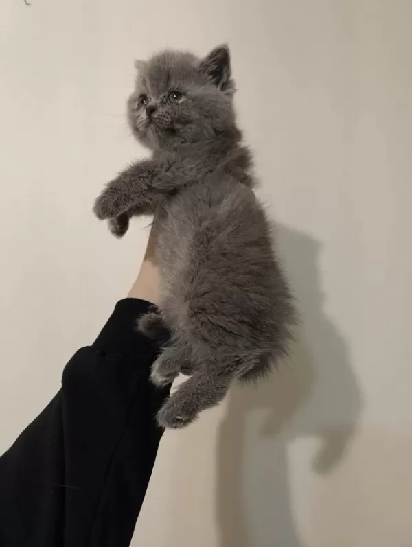 Dişi Ve Erkek Safkan Ayı Surat Bebek Kedimiz