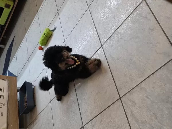 Çok Özel Toy Poodle Kizimiz