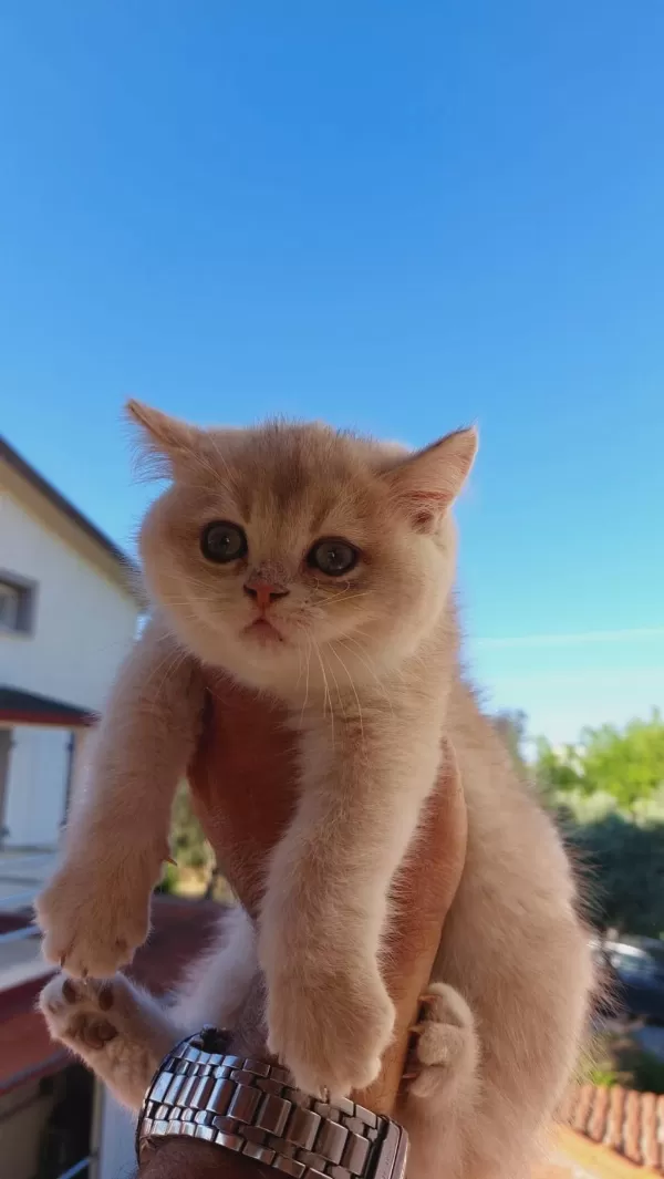 British Shorthair Erkek 2,5 Aylık