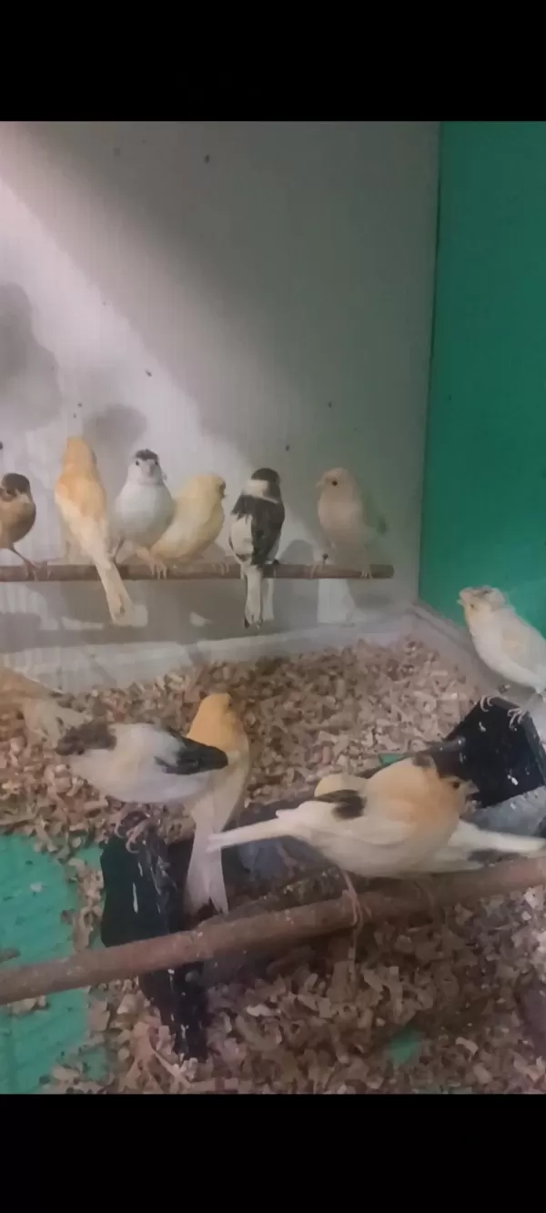 Kanarya Sarı Beyaz Harlikuin Parçali Kanaryalar