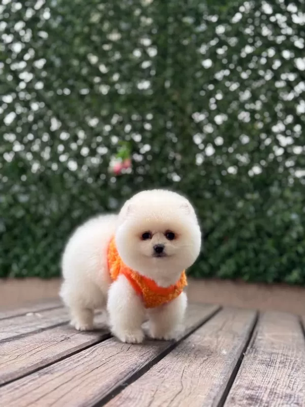 Sağlik Ve İrk Garantili Pomeranian