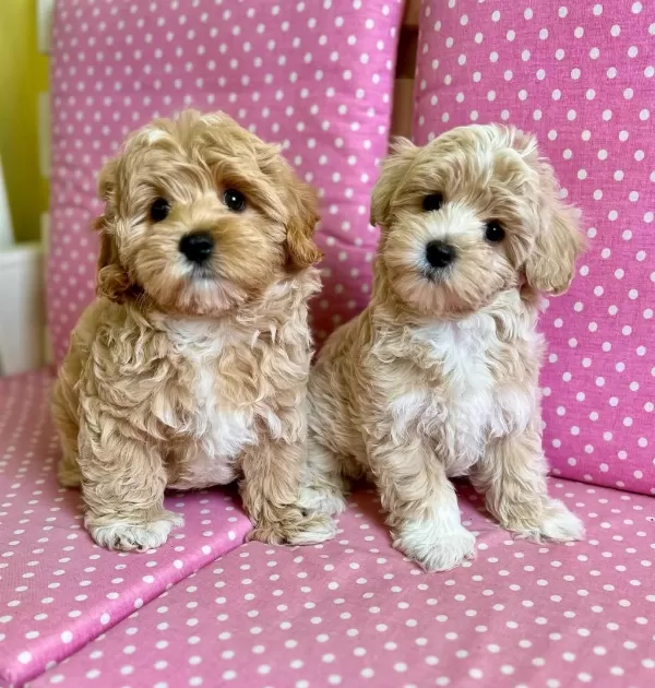 Sevimli Maltipoo Yavrulari