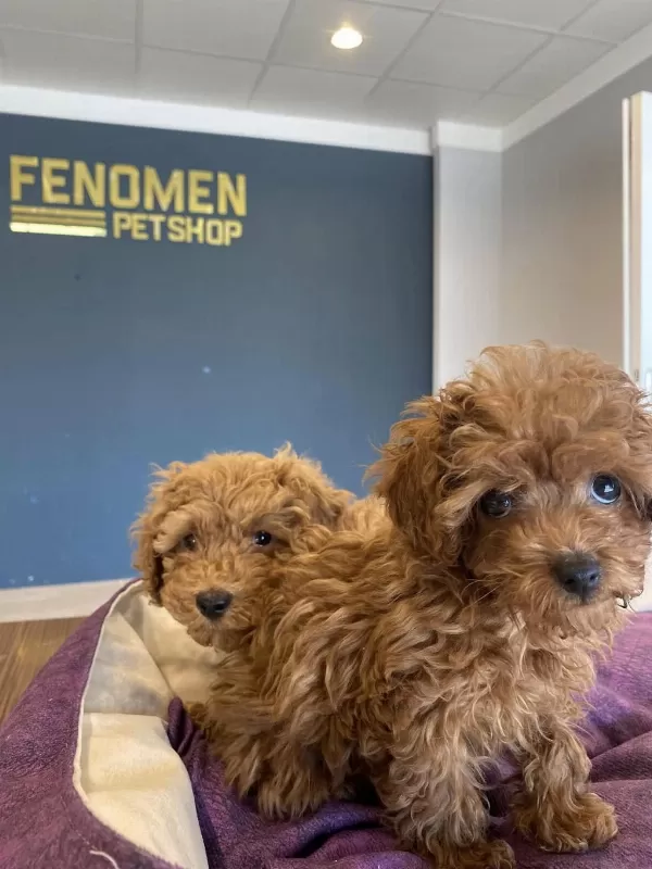 Türkiyenin En Güzel Toy Poodle Yavrulari