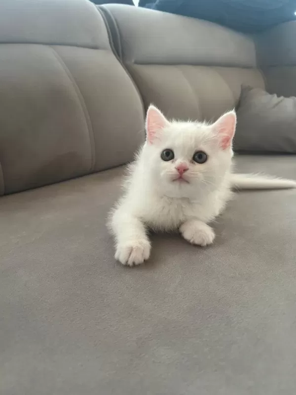 Erkek British Shorthair Yavrumuz Yeni Yuvasını Arıyor