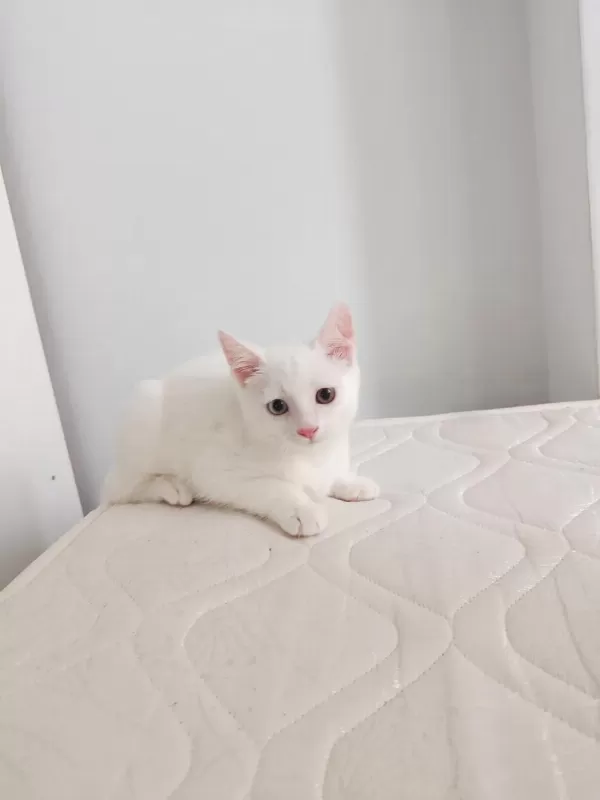Van Kedisi Yavrusu 3 Aylık Erkek