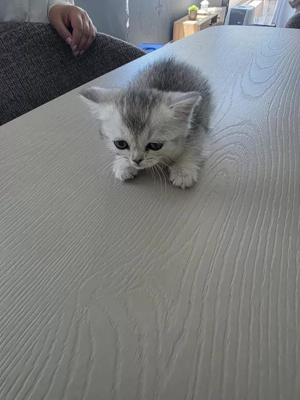 British Shorthair Yavrularımıza Sıcak Yuva Arıyoruz