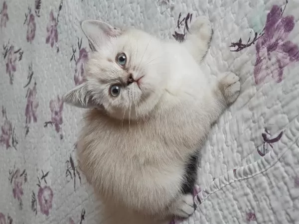 British Shorthair Silver