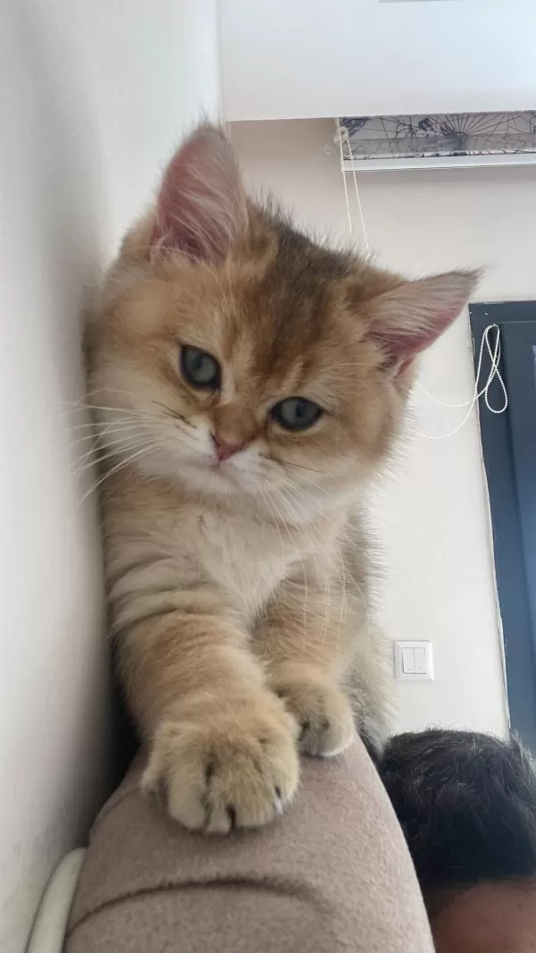 British Shorthair Dişi Yavrumuz