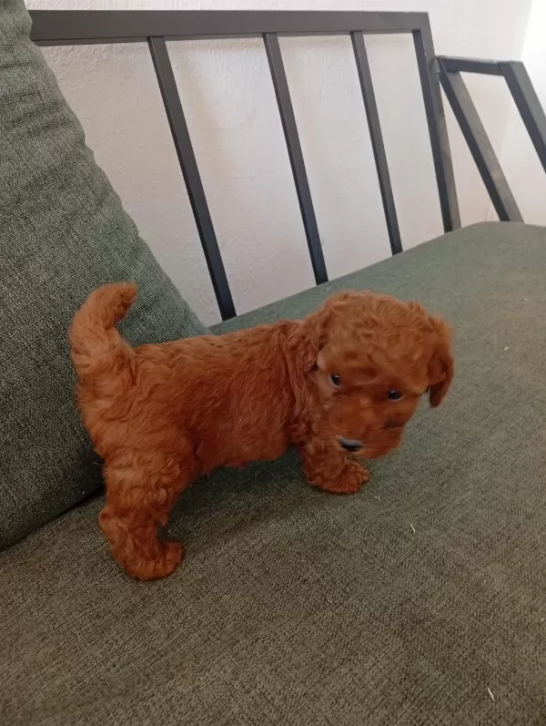 Harika Tatli Poodle Çocuklar