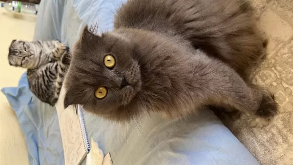 Ücretsiz Cins British Longhair