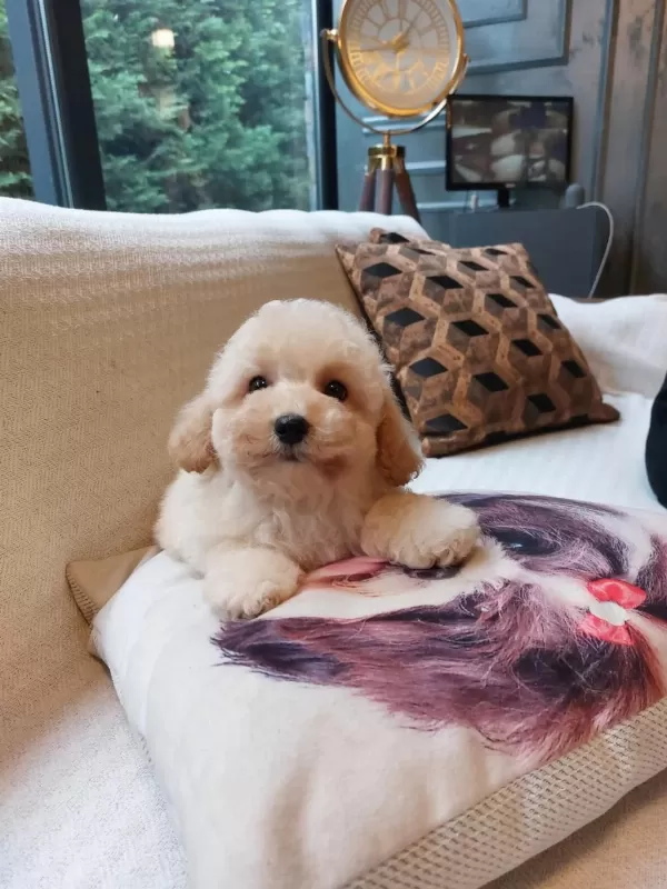 Akıllı Ve Tüy Dökmeyen Karakteriyle Maltipoo Yavrusu