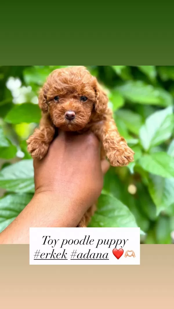 Toy Poodle Bebeklerimiz