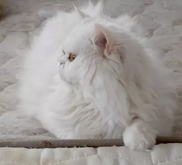 Sağlıklı Chinchilla Kediler