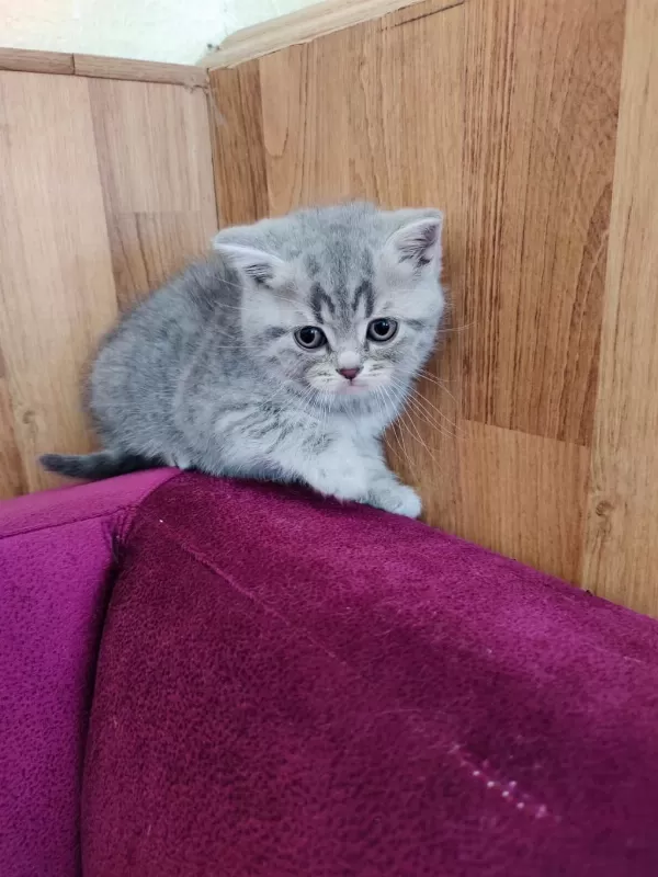 Son 3 Yavru Kedimiz Yeni Yuvasına Gitmeye Hazır