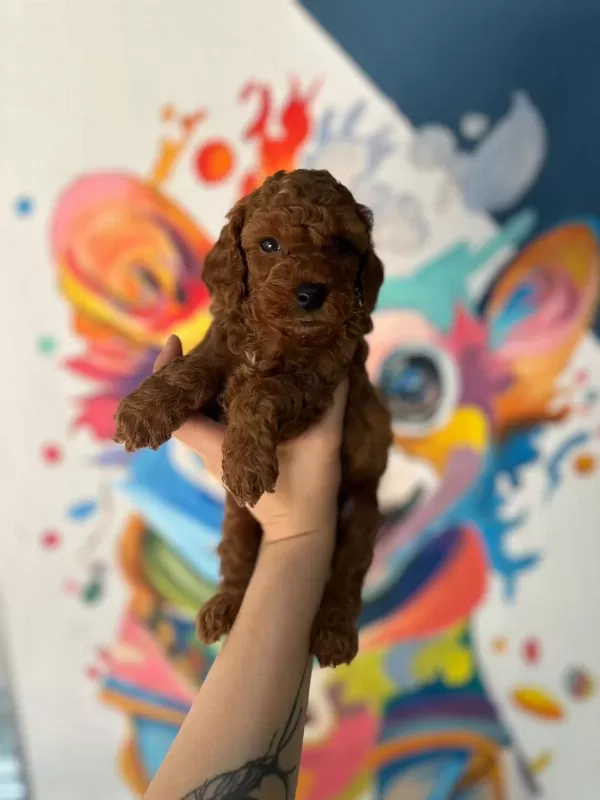 Erkek Dişi Toy Poodle Bebekler