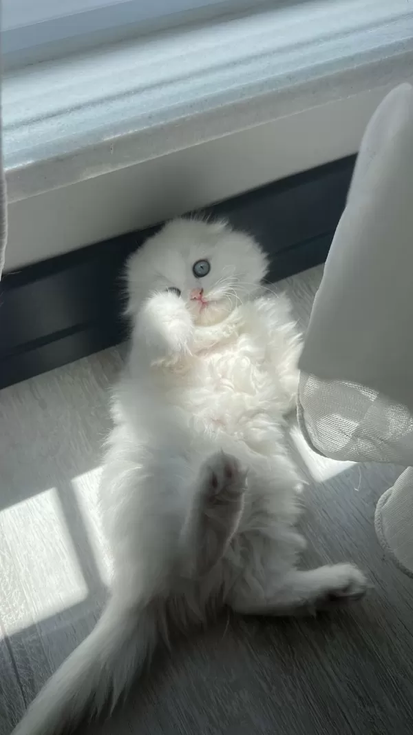 Show Kalite British Longhair Yavrular