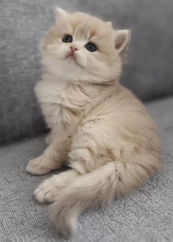 British Longhair Dişi Golden Yavru