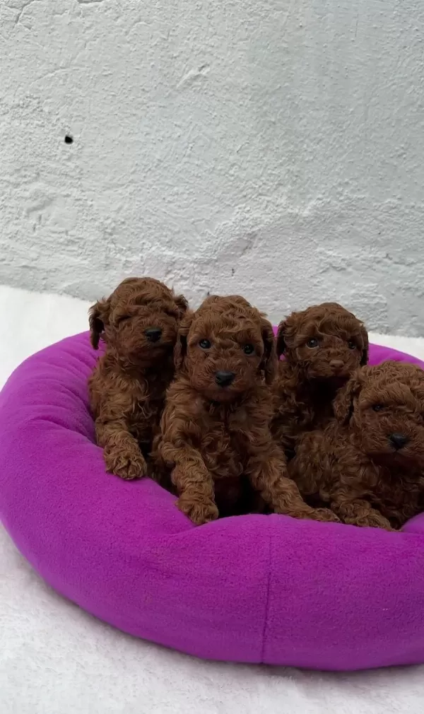 Sevimli Toy Poodle Yavrular