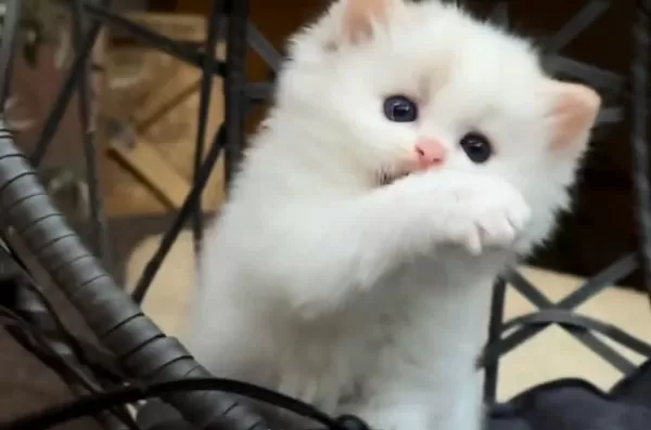 Şampiyon Soyundan Gelen Safkan Ragdoll Yavruları
