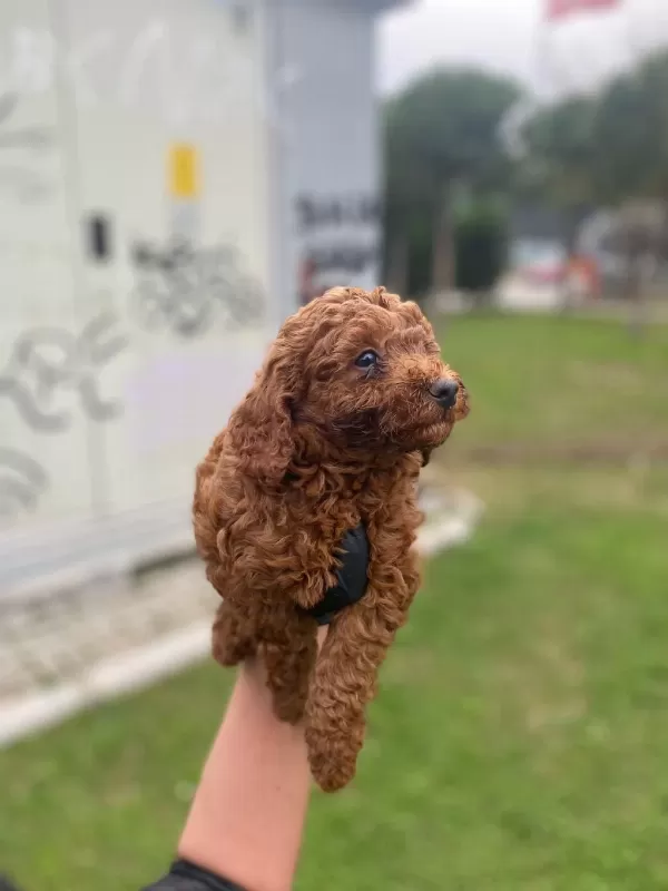Red Brown Poodle Yavrular Ev Üretimi