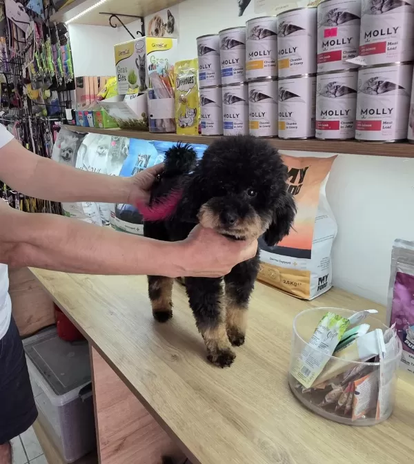 10 Aylik Dişi Kore Toy Poodle