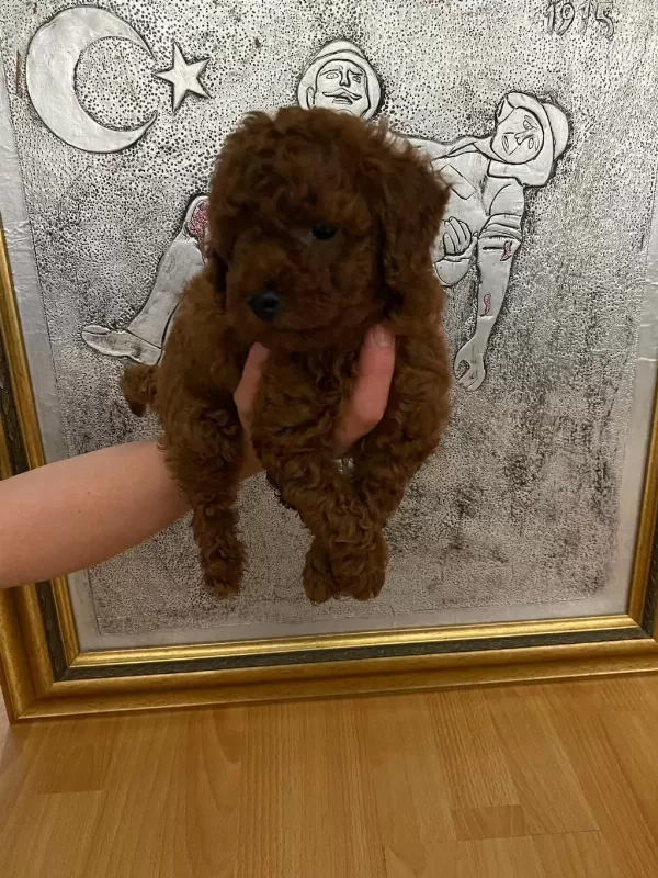 Red Brown Poodle Yavrularım Orijinal