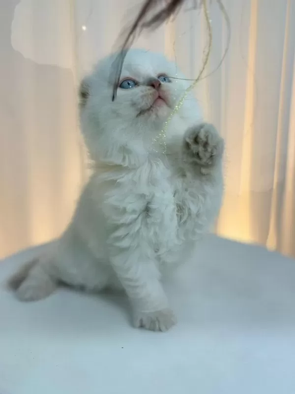 İrk Ve Sağlik Garantili Scottish Fold Kediler