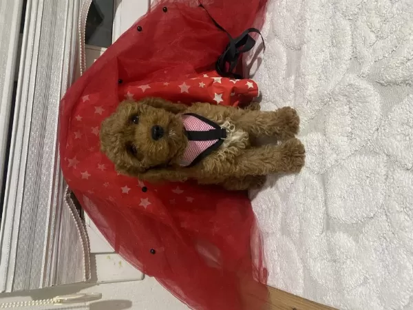 Safkan Minyatür Poodle (kaniş)