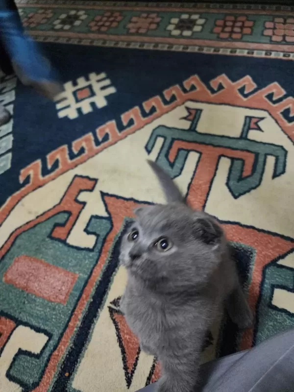 Scottish Fold Kedimiz