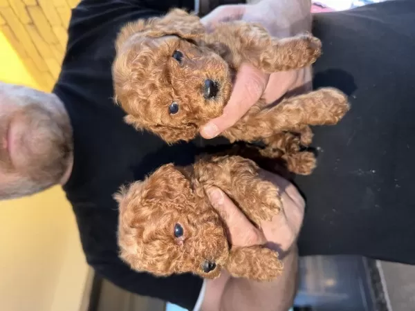 Sağlıklı Poodle Bebeklerim