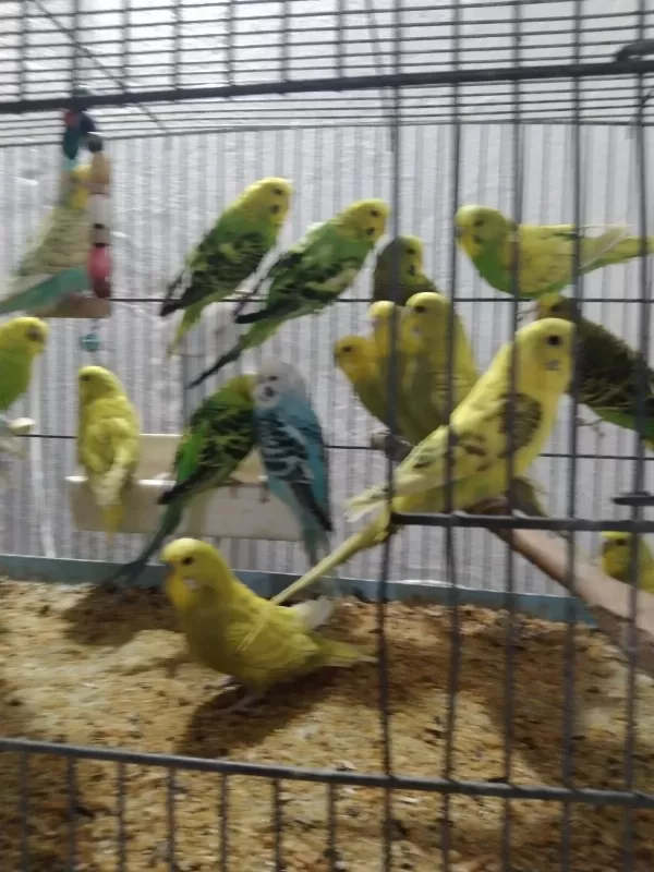Her Renk Her Tür Muhabbet Kuşu Vardır