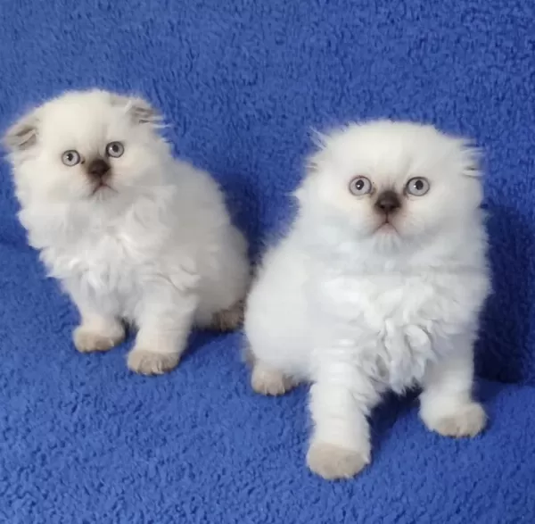 Scottish Fold Losgheyr Yavrular Teslime Hazirdir