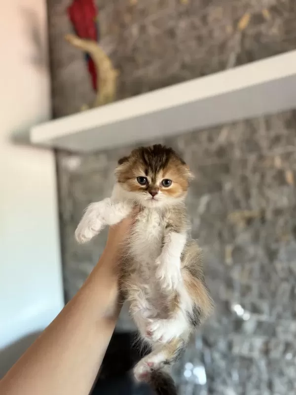 Scottish Fold A Kalite Yavrularim