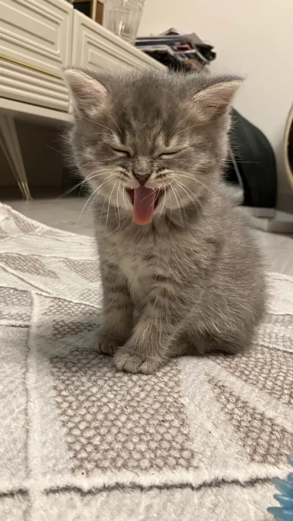 45 Günlük Gri Erkek Yavru British Shorthair