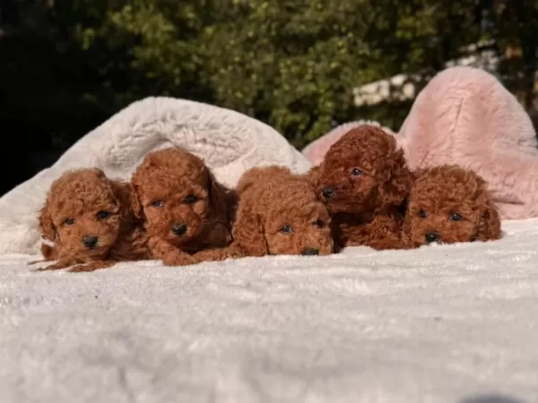 Sağlık Ve İrk Garantili Poodle