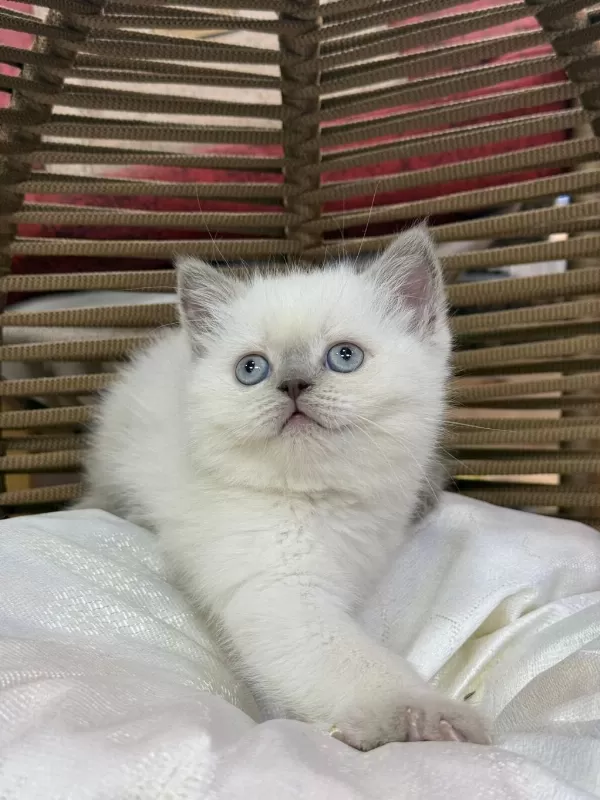 British Shorthair 2 Aylık Dişi Oyuncu Yavru