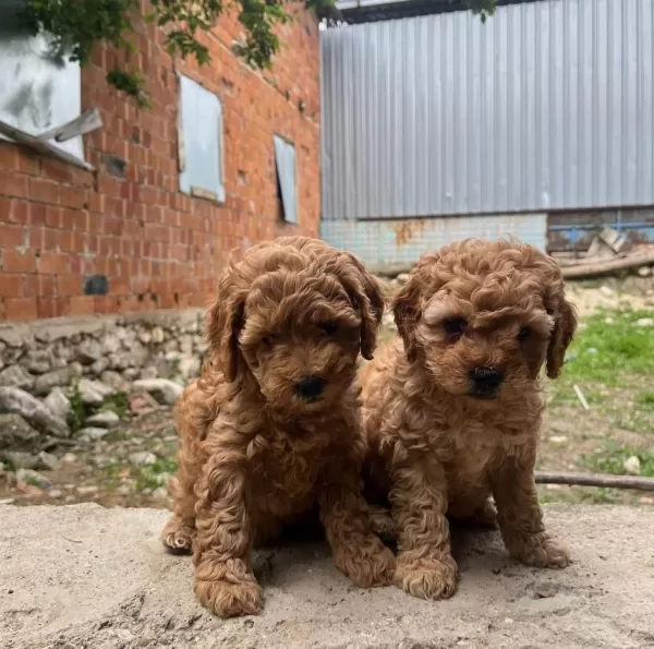 Toy Poodle Yavrular İrk Sağlık Garantili
