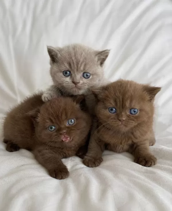 Nadir Özel Renk Chocolate British Shorthair Yavrular