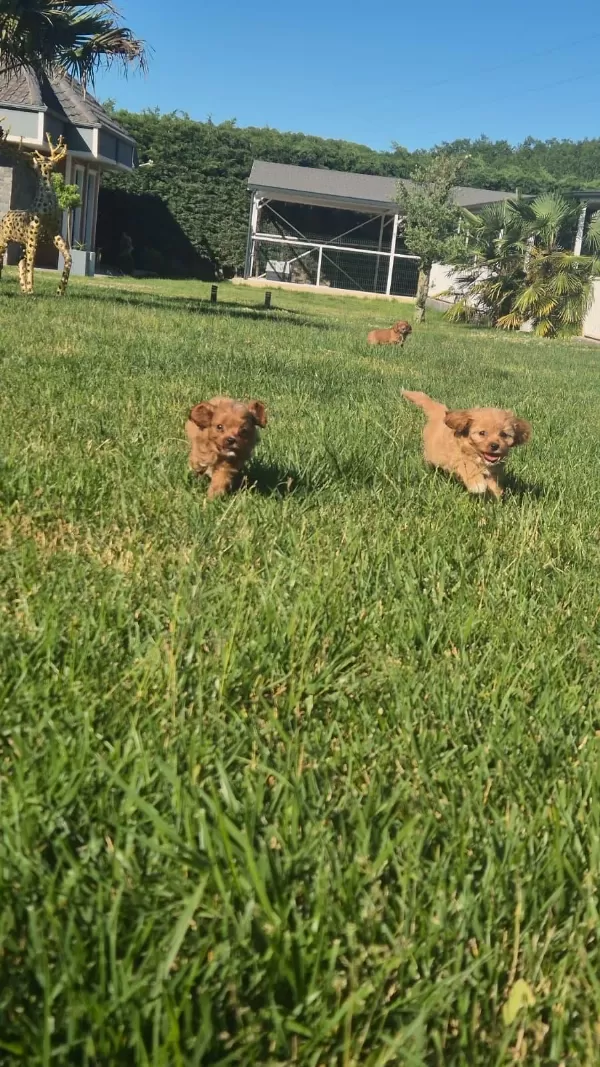 Teddy Surat Kore Kan Maltipoo Yavrularımız