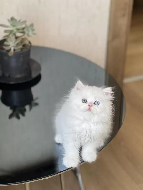Mükkemmel Kalite İsteyene British Longhair