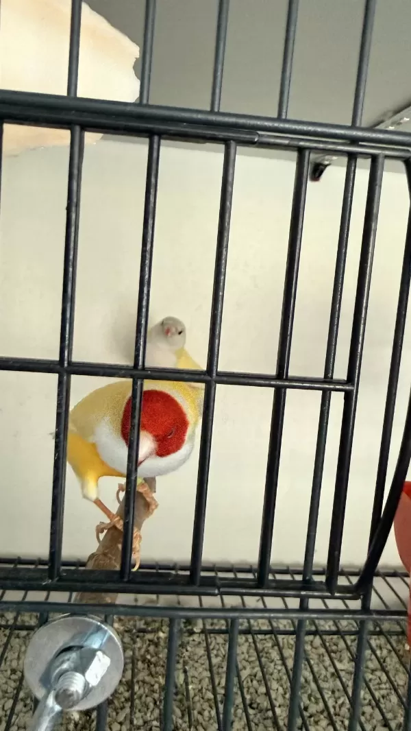 Sağlıklı 3 Çift Golden Finch