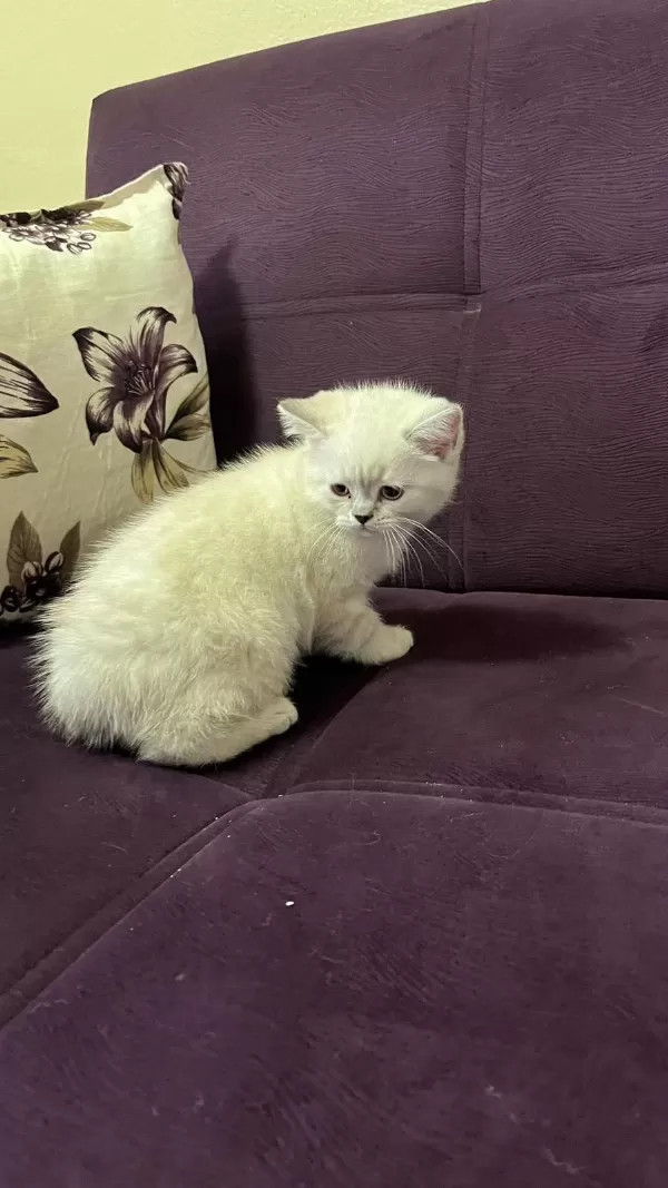 Akıllı Uysal Tatlı Beyaz Kedimiz