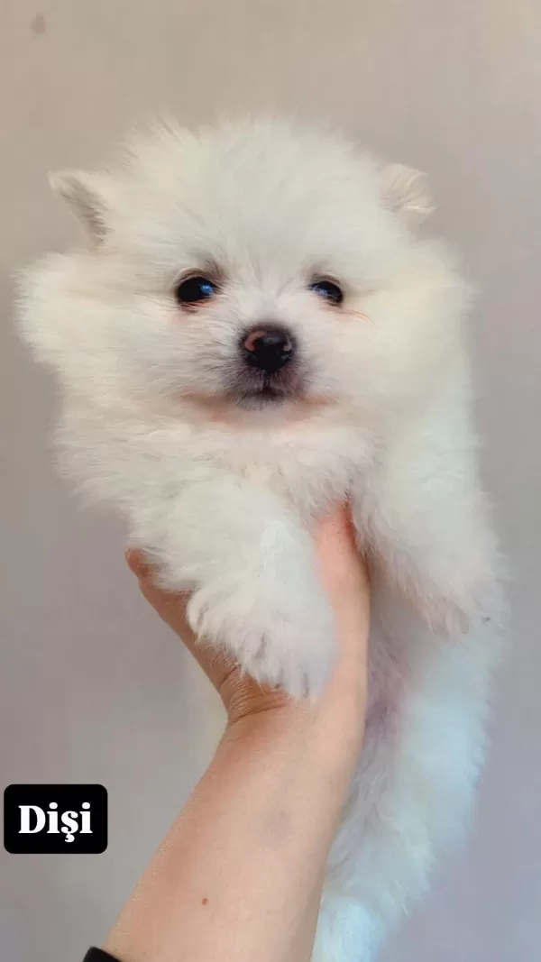 Erkek Pomeranian Boo