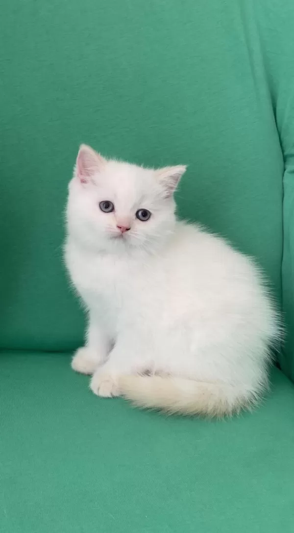 Safkan British Shorthair Bebeklerim