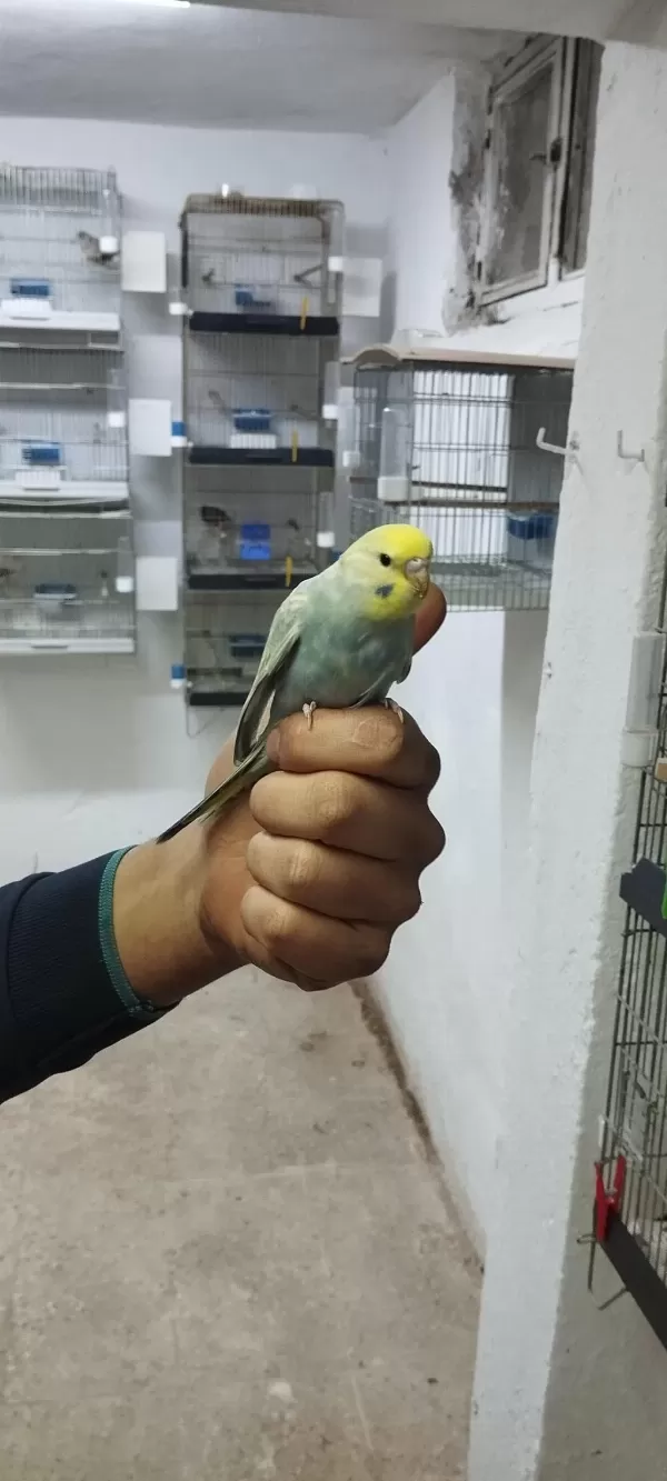 Yeni Yeme Düşmüş Muhabbet Kuşu Yavrular